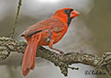 Cardinalis cardinalis